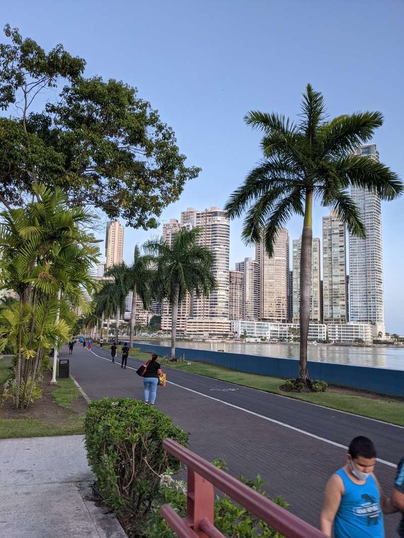 Cinta Costera boardwalk palms