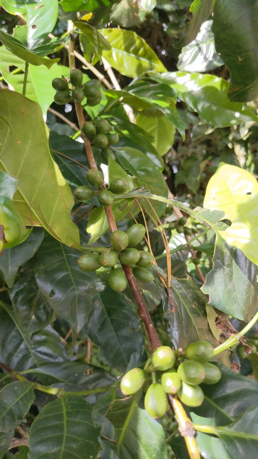 Coffee cherries on the plant