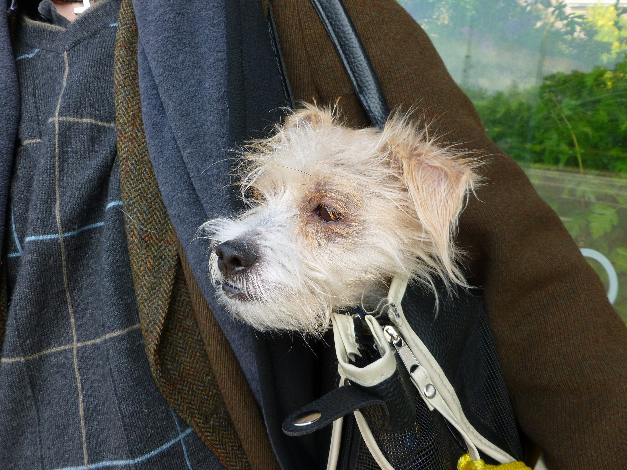 Dog Travel - Canada to Paraguay